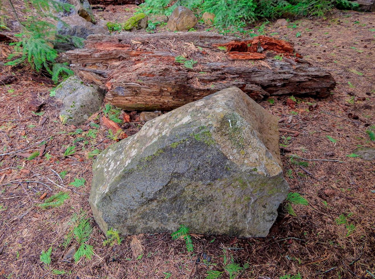 tidig vår i skogen en klipp- och stockscen vid brusande bäck nordväst om camp sherman eller foto