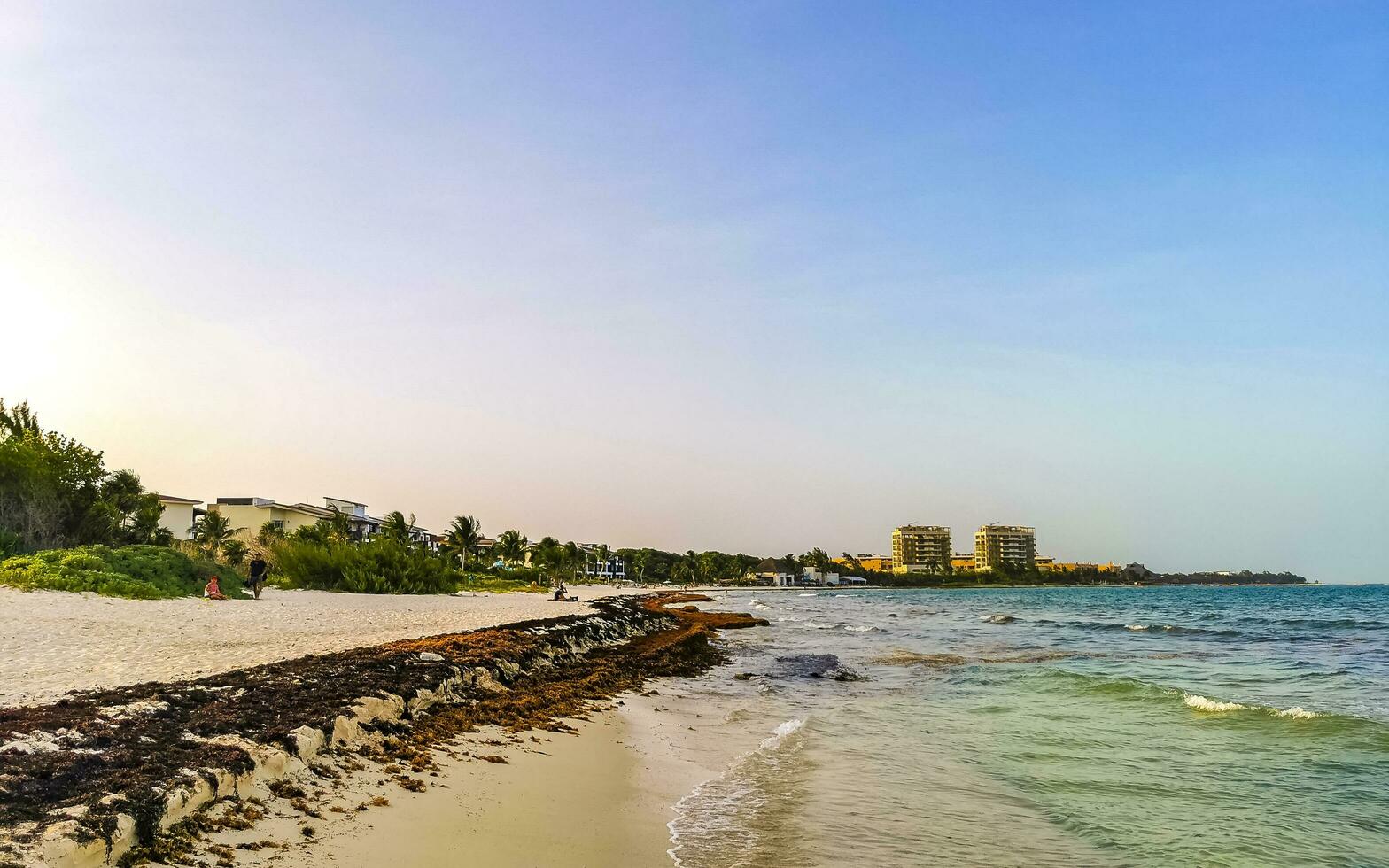 playa del carmen quintana roo mexico 2023 tropisk karibiska strand vatten tång sargazo playa del carmen Mexiko. foto