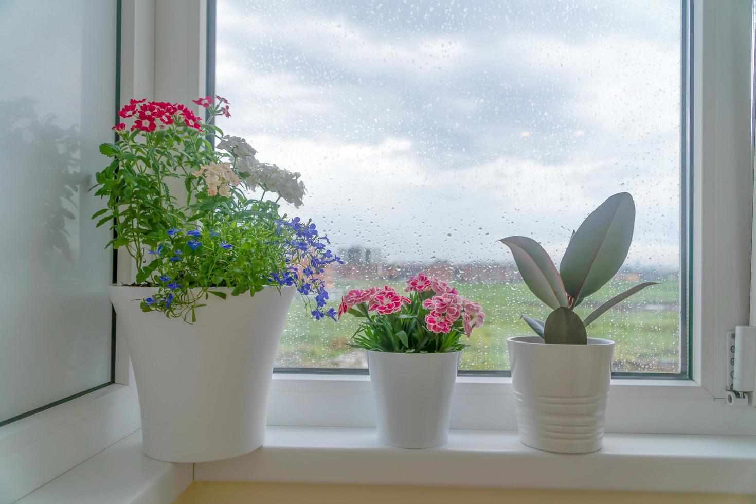 tre krukväxter på fönsterbrädan, regnet i fönstret foto