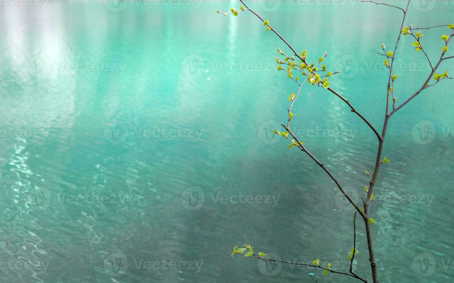 gren av en träd med ung knoppar på en bakgrund av blå vatten. kopia Plats. foto
