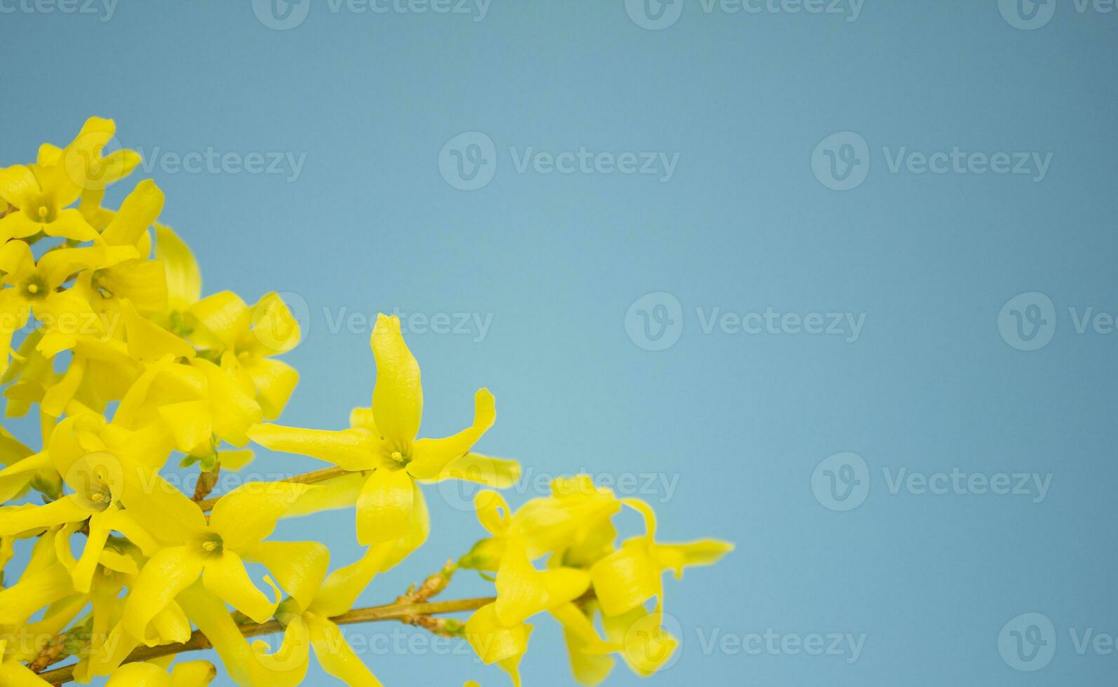 forsythia blomning blommor på solig blå himmel bakgrund. foto