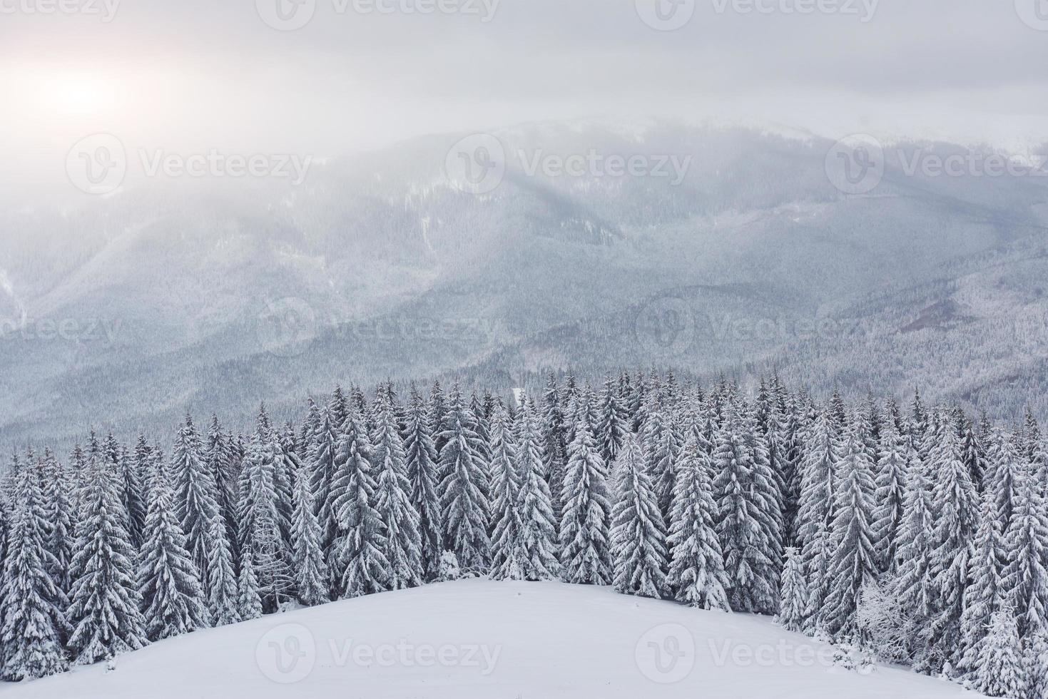 naturskön bild av granar. frostig dag, lugn vintrig scen. läge Karpaterna, Ukraina Europa. skidort. bra bild av det vilda området. utforska jordens skönhet. turism koncept. gott nytt år foto