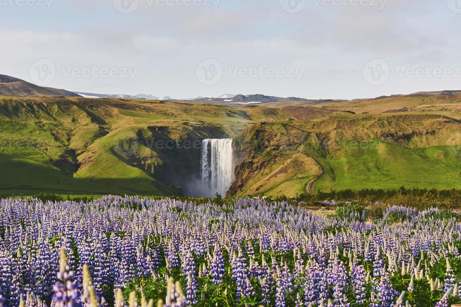 det pittoreska landskapet i skogar och berg på Island. vildblå lupin som blommar på sommaren. det vackraste vattenfallet foto