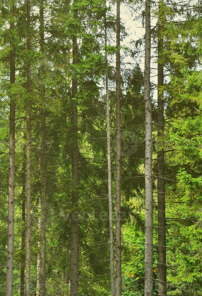 Foto av träd trunkar av hög skog träd den där förändra Färg i tidigt höst