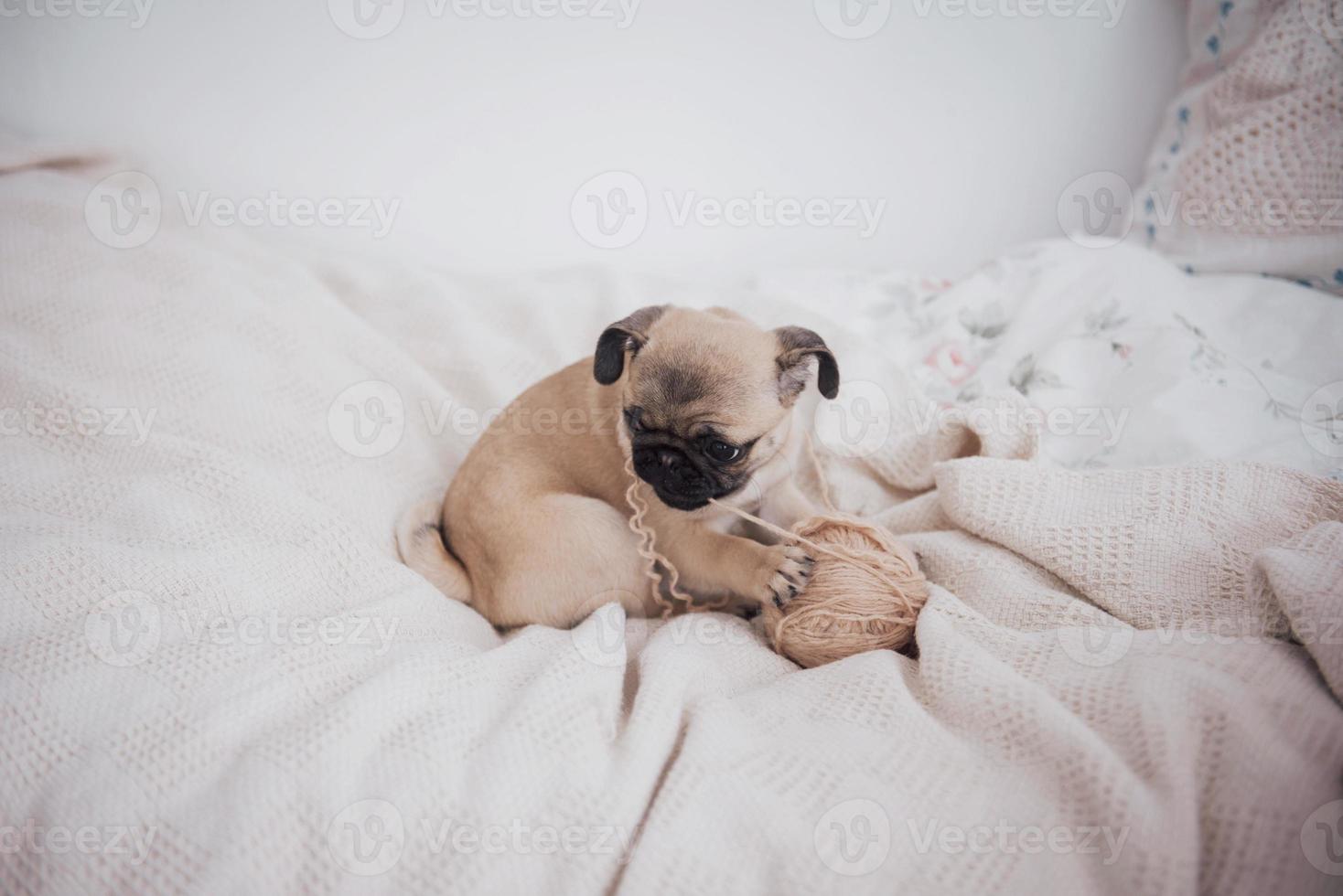 rolig sömnig mopshund med tuggummi i ögonsömnen foto