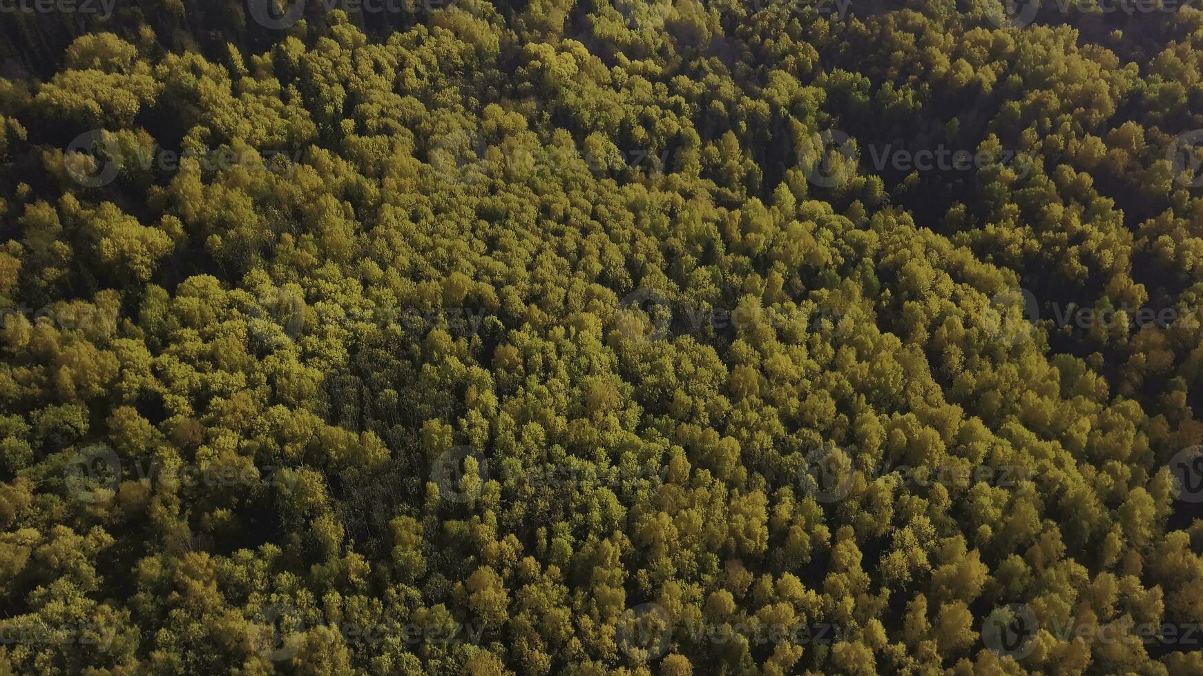 höst landskap av alps täckt förbi gul träd på solig höst dag. klämma. topp se av en skön dal med skog och färgrik höst lövverk. foto