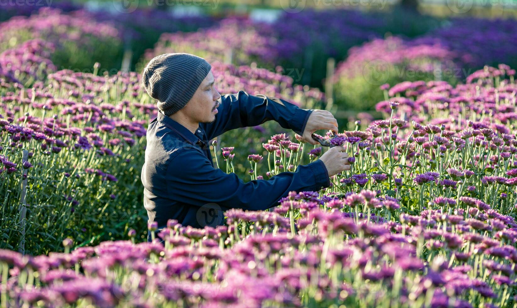 asiatisk jordbrukare och blomsterhandlare är skärande lila krysantemum blommor använder sig av sekatör för skära blomma företag för död- rubrik, odling och skörda säsong begrepp foto