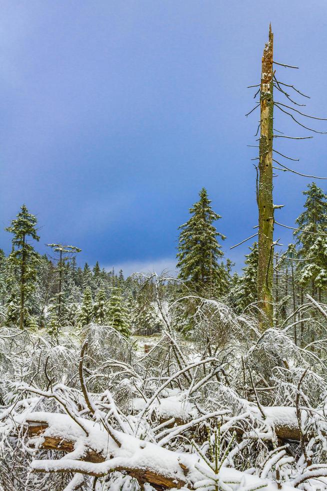 döende silverskog snöat i landskap brocken mountain harz tyskland foto