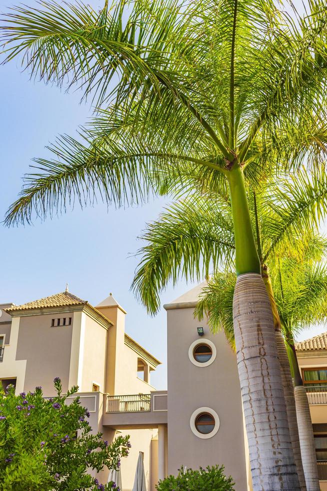 tenerife, spanien 2014- palmer, kokospalmer på gatorna och orter på Kanarieöarna tenerife, afrika foto