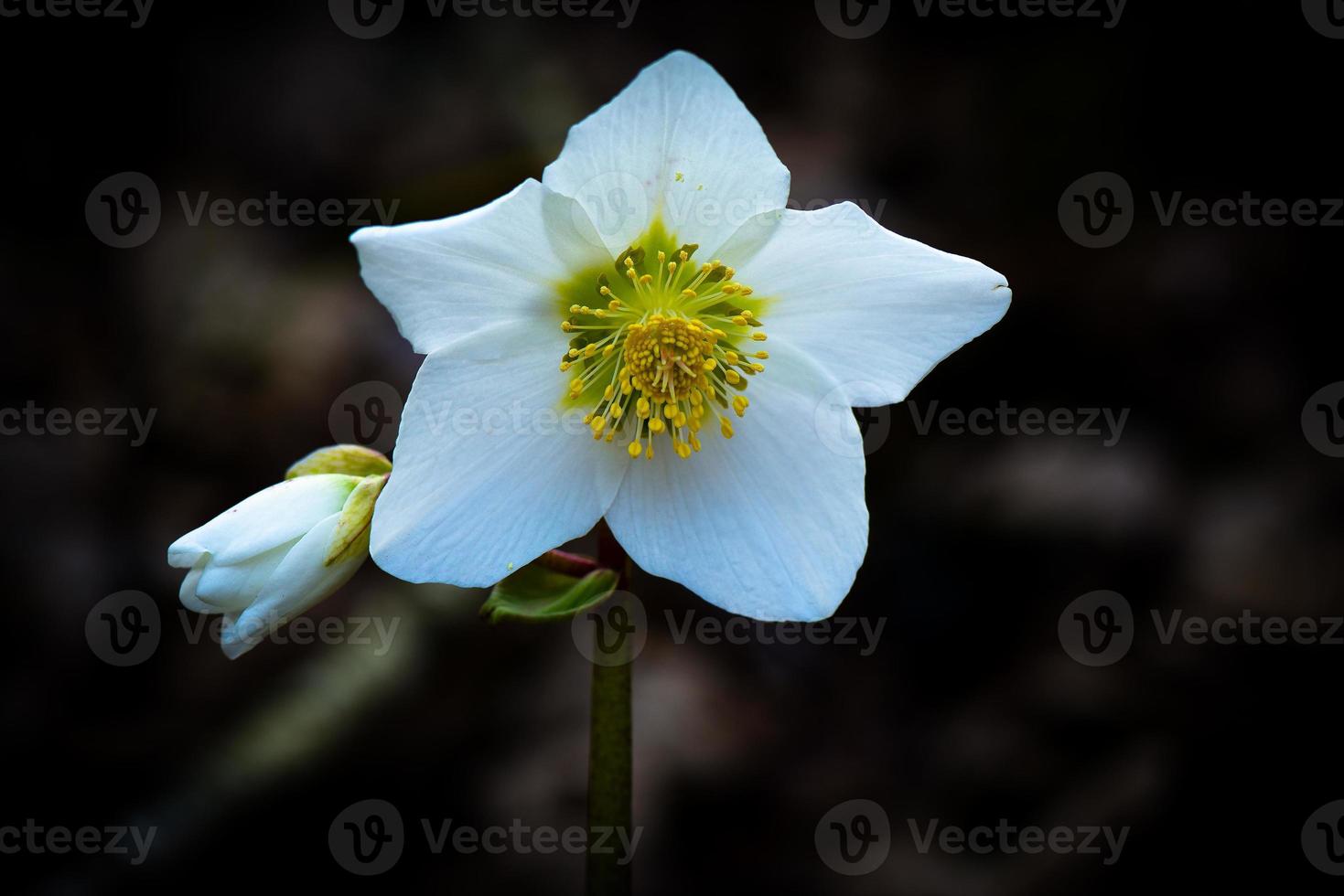 helleborus niger vit blomma foto