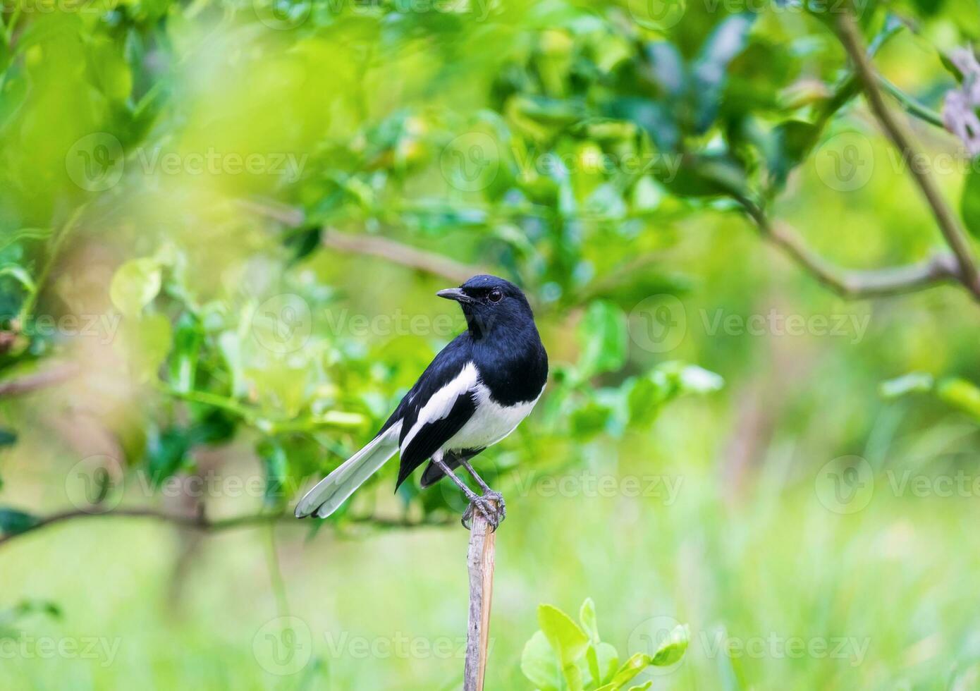 orientalisk skata robin, copsychus sauaris, fågel håll foto