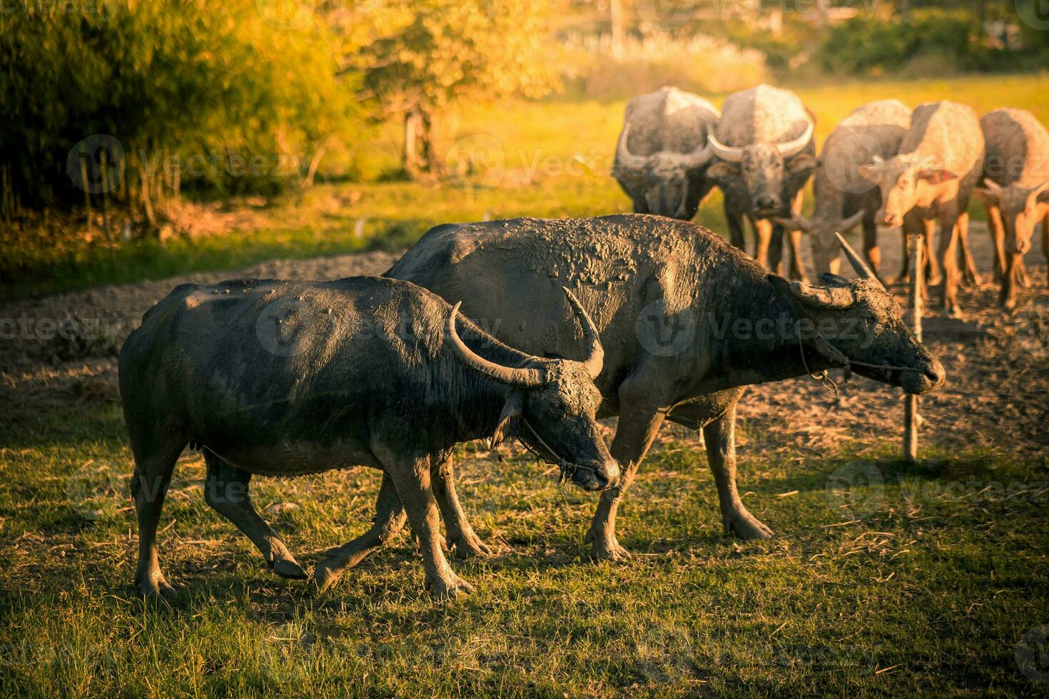 asiatisk buffel betning på de gräs i de morgon- i lantlig thailand, thai buffel foto
