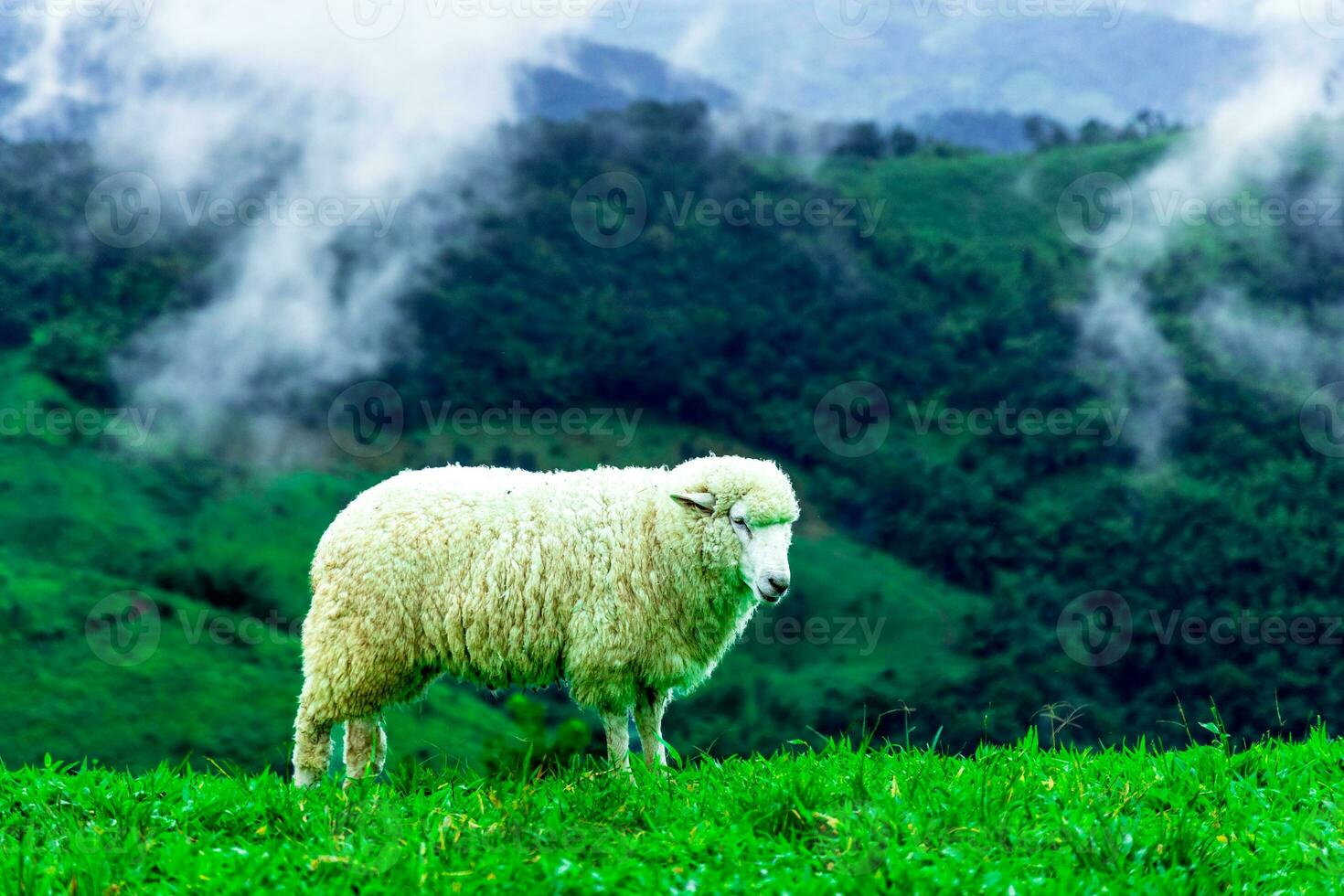 flock av får betning på de fjäll, landskap av bergen och dimma i nordlig thailand. foto