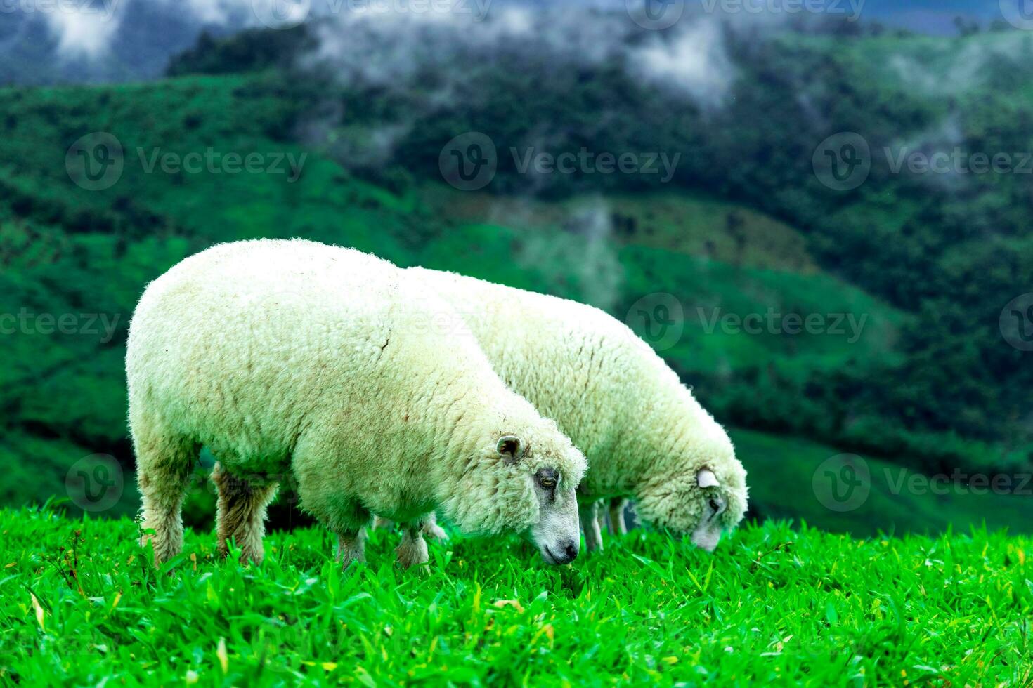 flock av får betning på de fjäll, landskap av bergen och dimma i nordlig thailand. foto