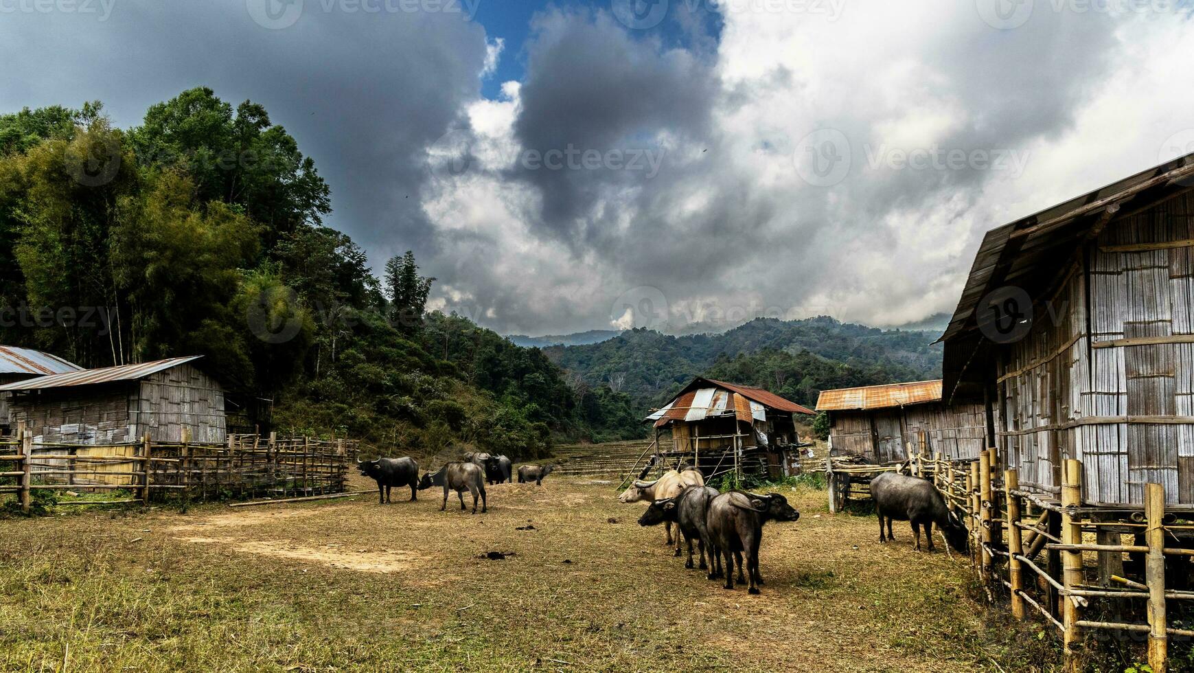 asiatisk buffel betning på de gräs i de morgon- i lantlig thailand, thai buffel foto