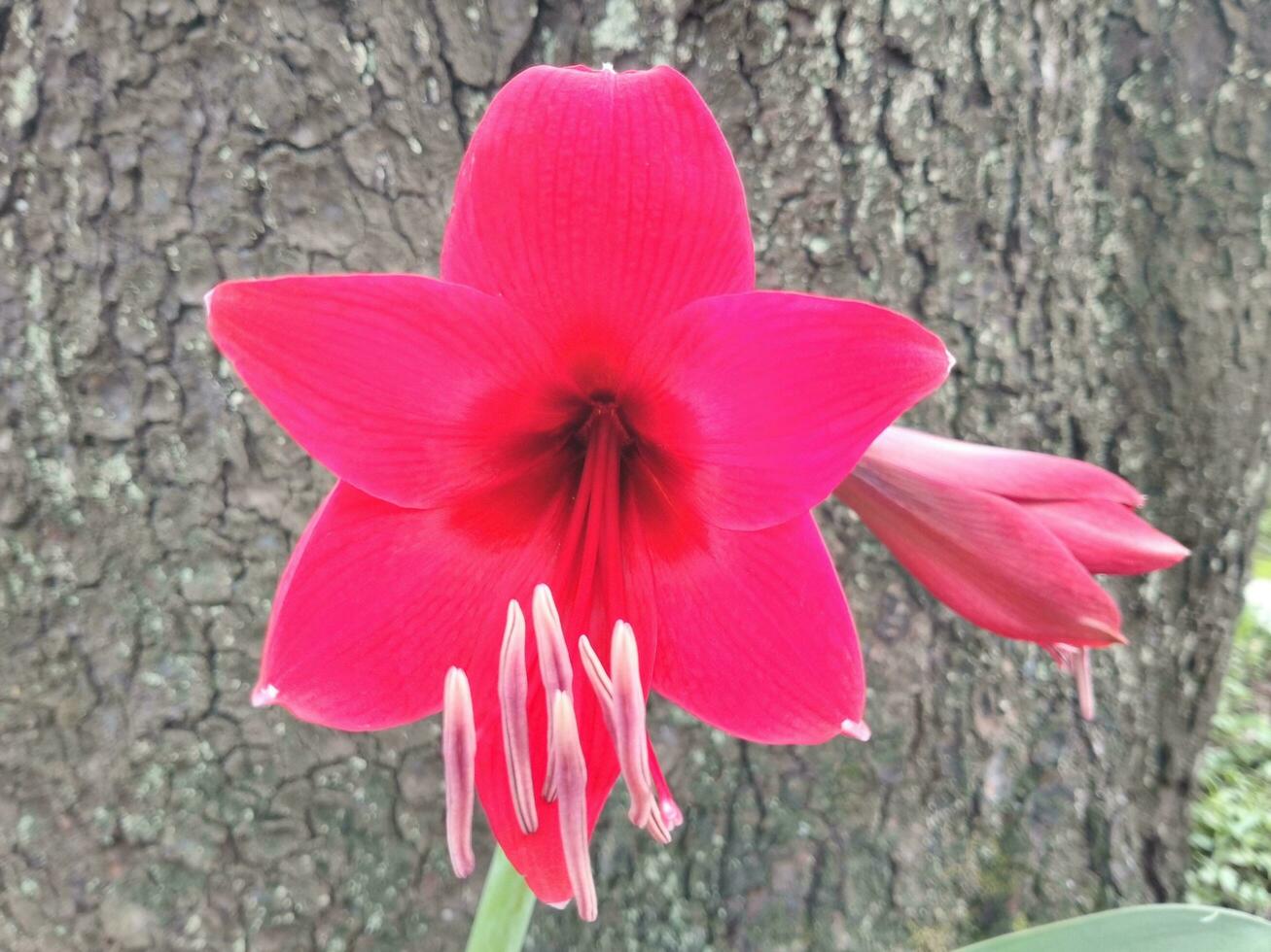 ljus röd amaryllis blomma med hibiskus löv isolerat på bark textur bakgrund. amaryllis är också känd som de belladonna lilja, eller ett amarillo. foto