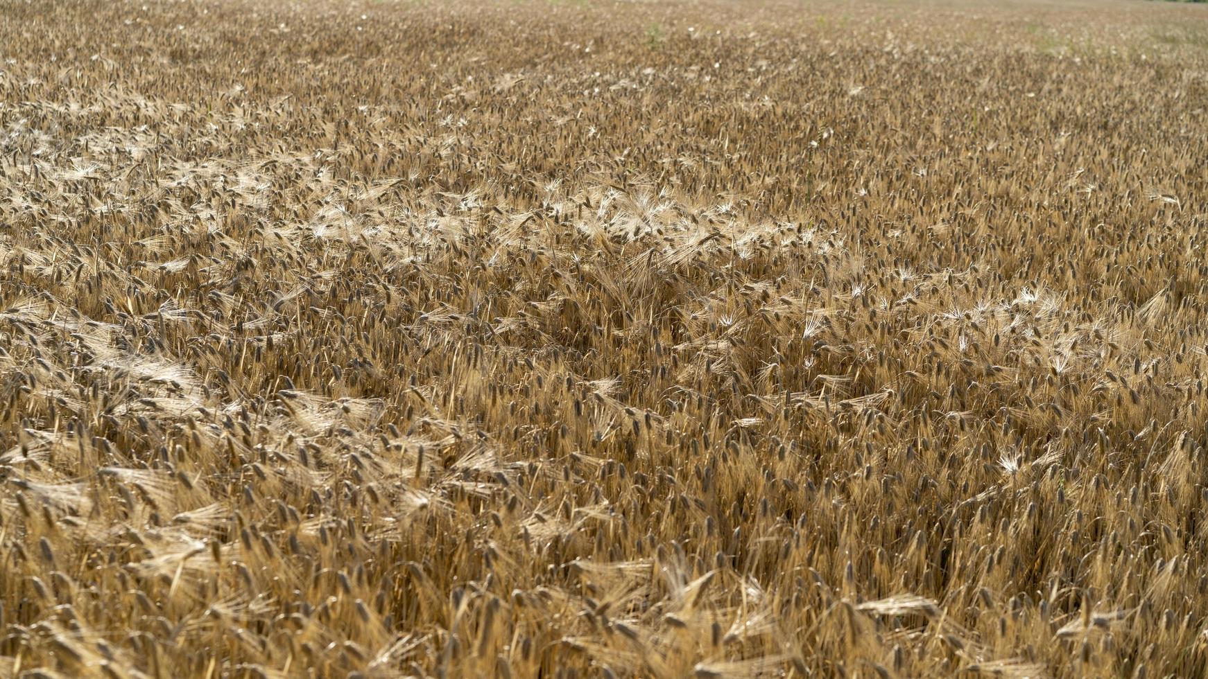 naturlig bakgrund med utsikt över ett fält med spannmålsgrödor foto