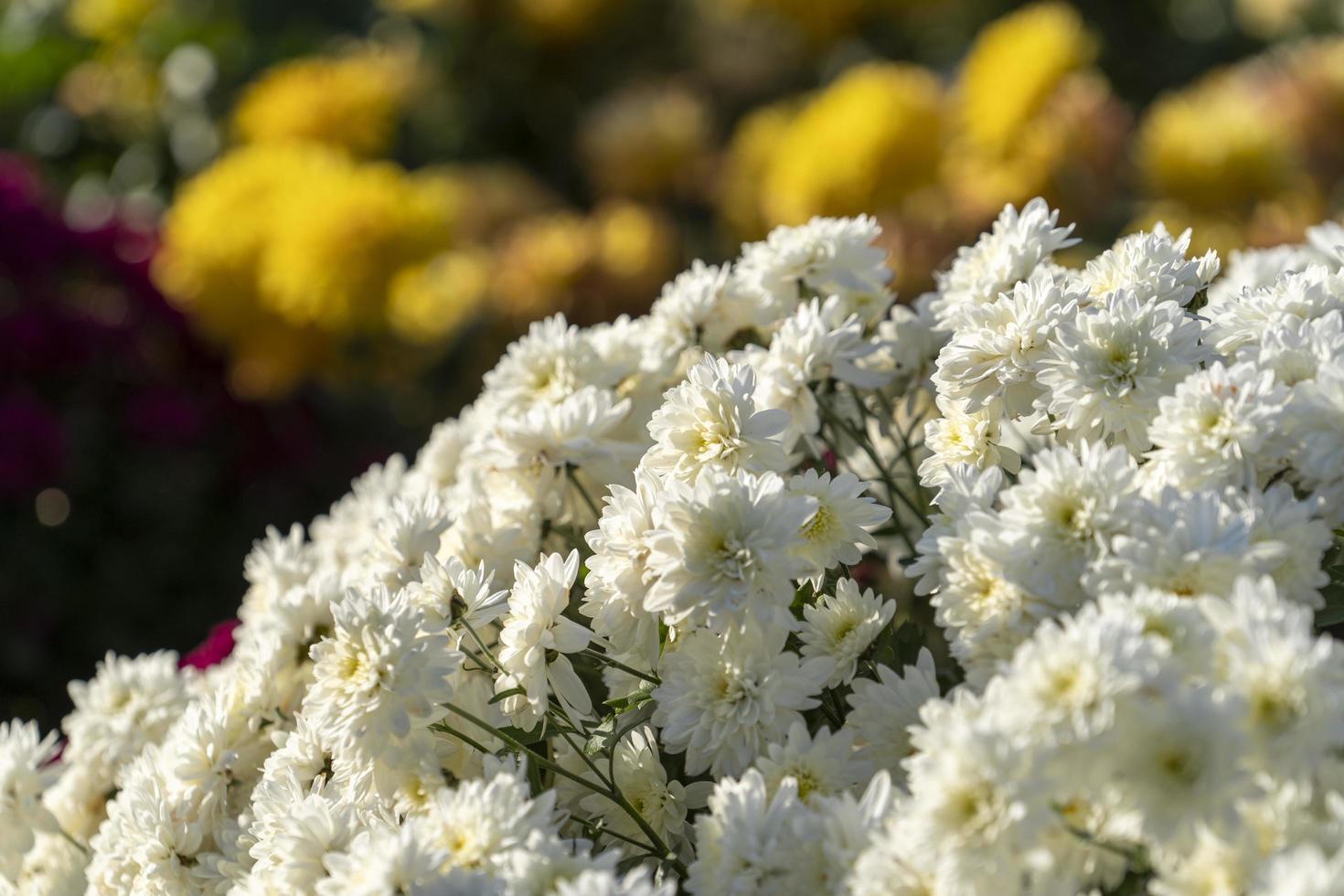 bakgrund av krysantemum blommor närbild foto