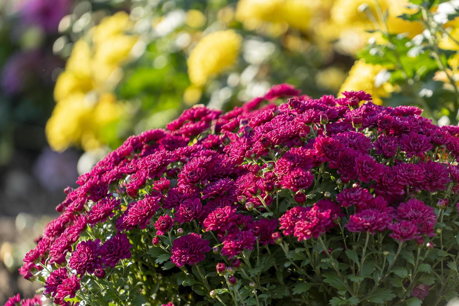 bakgrund av krysantemum blommor närbild foto