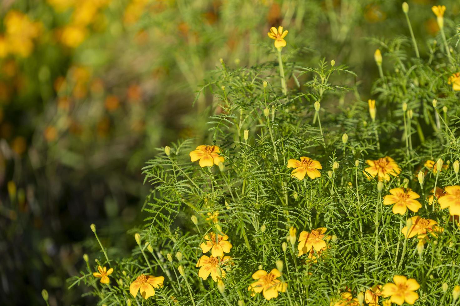 bakgrund av ringblommor blommor närbild foto