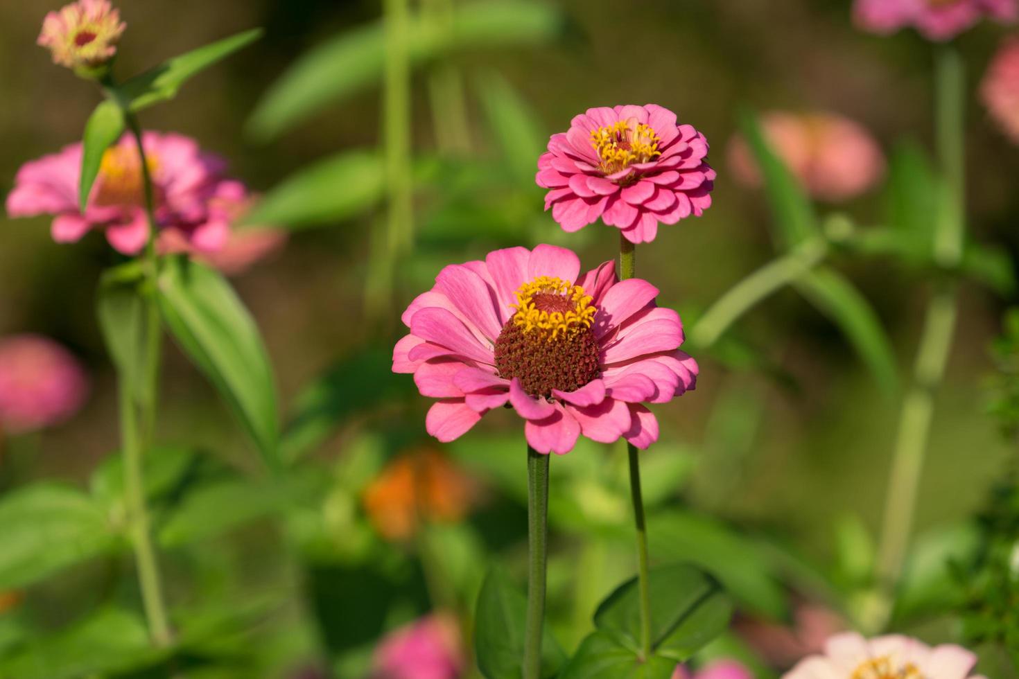 stor rosa blomma-zinnia av familjen asteraceae foto