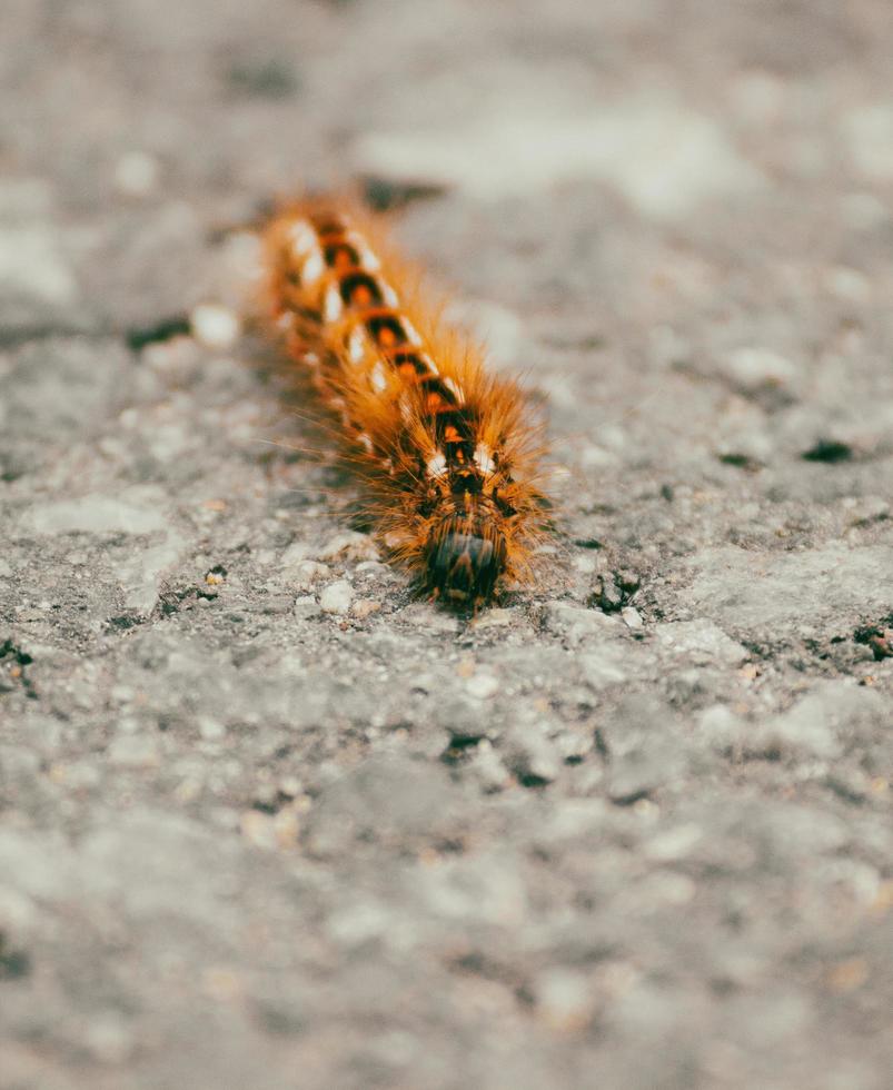 närbild av en färgglad larv foto