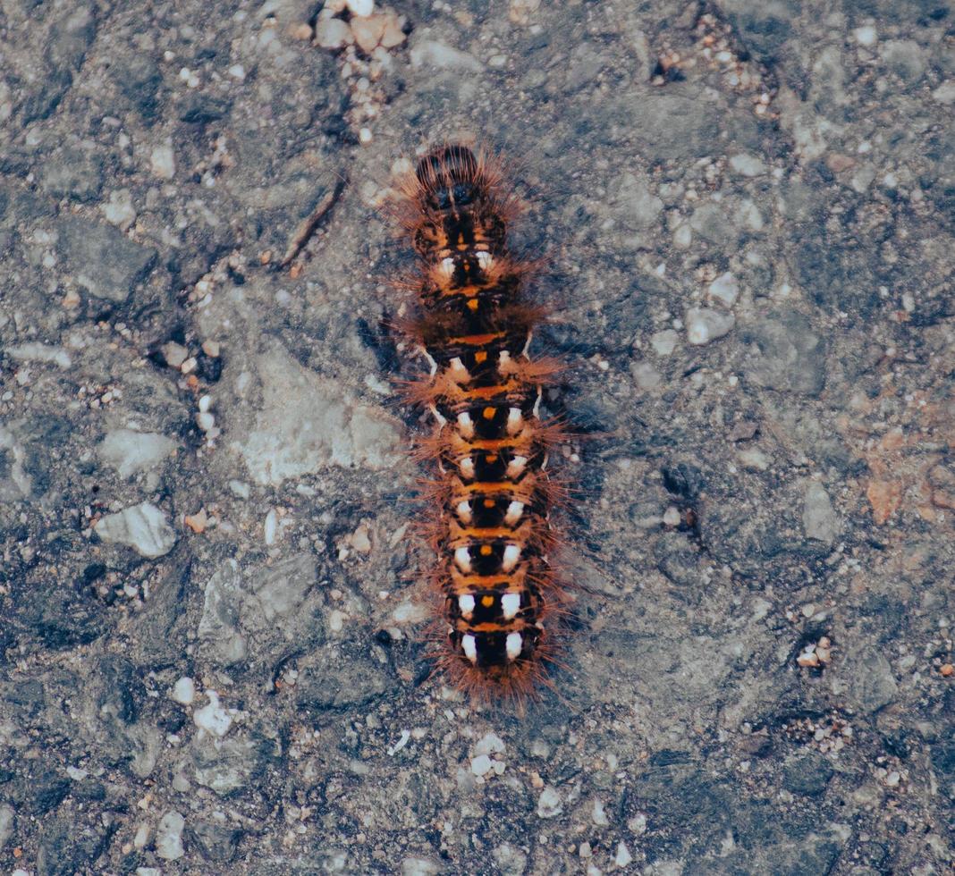 närbild av en färgglad larv foto