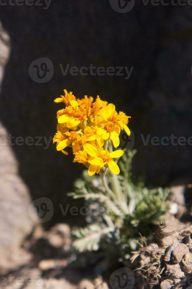 en små gul blomma växande ut av en sten foto