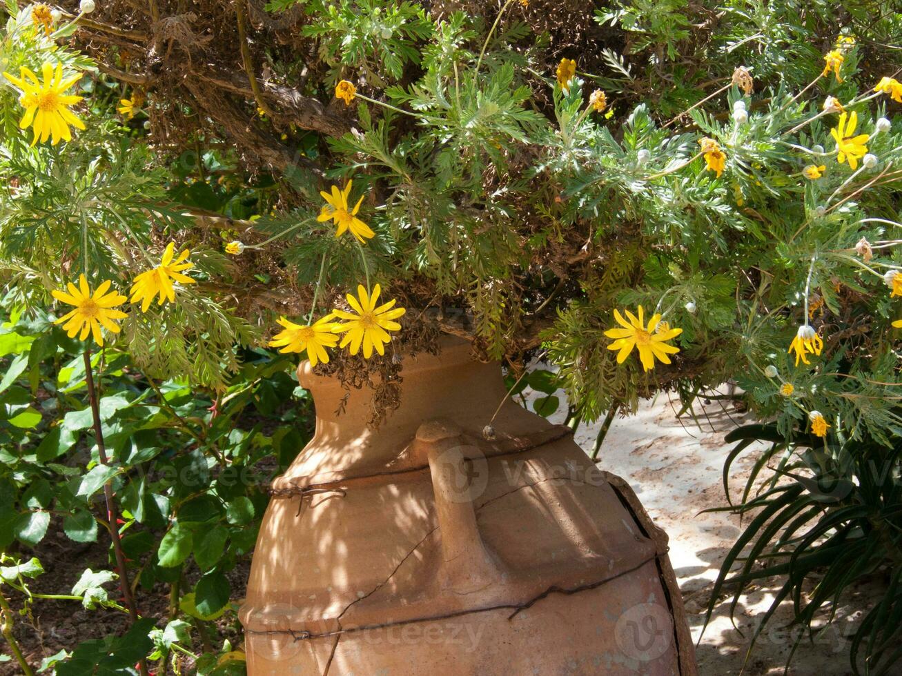 en stor pott med gul blommor foto
