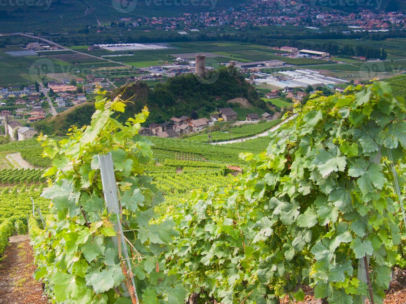 en vingård med grön vinstockar foto