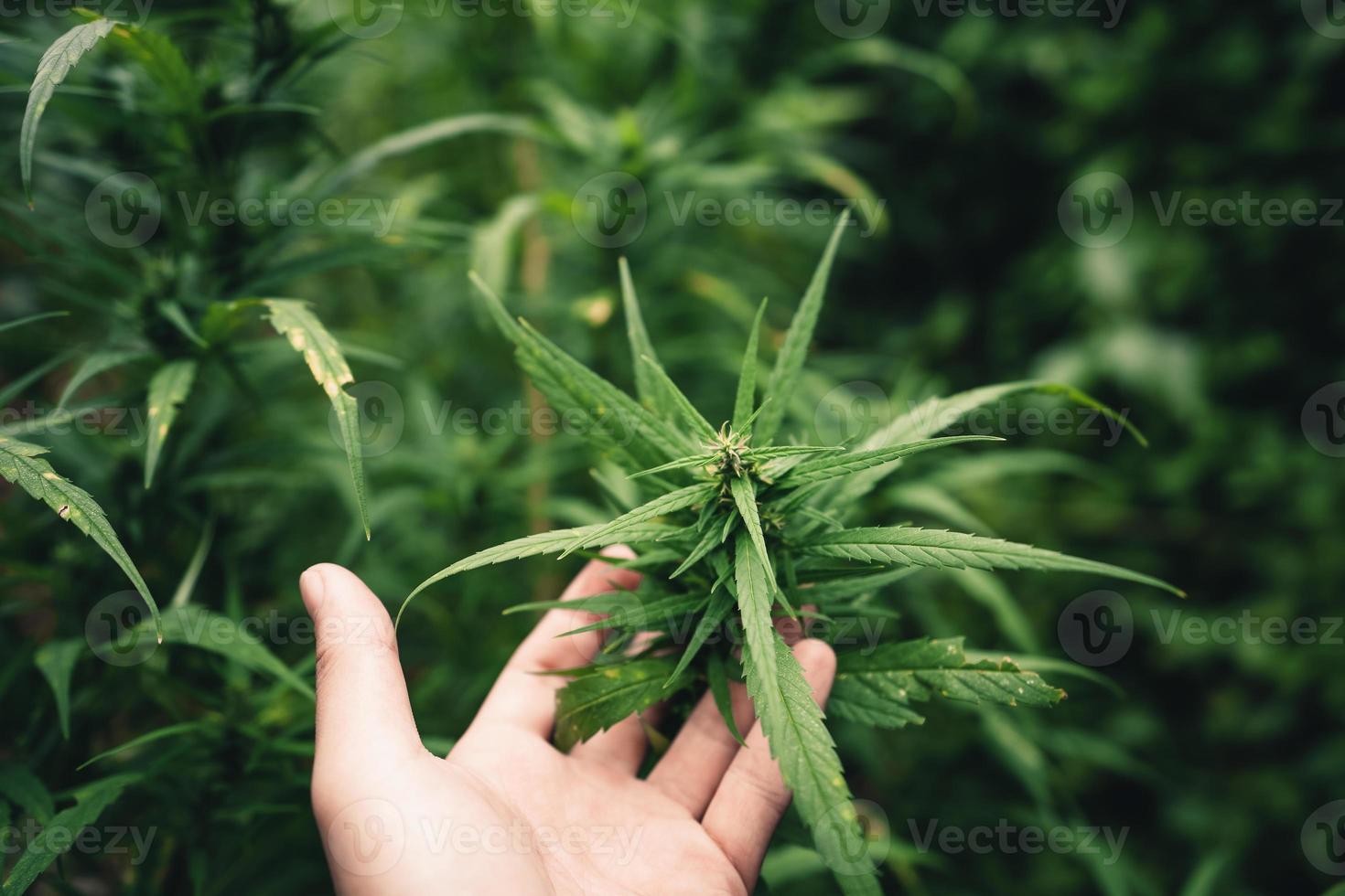 cannabis sativa växt som växer utomhus foto