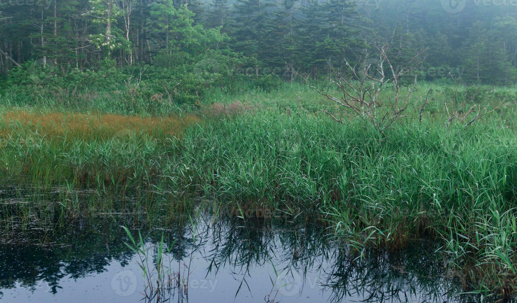 morgon- dimmig naturlig landskap, träsk med starr i de skog foto