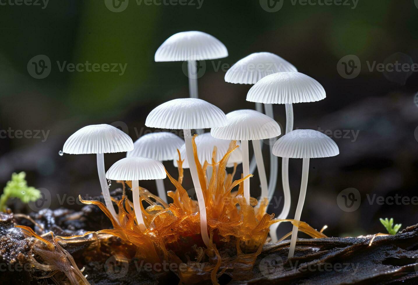 ai genererad hemimycena arter mairei. ai genererad. foto