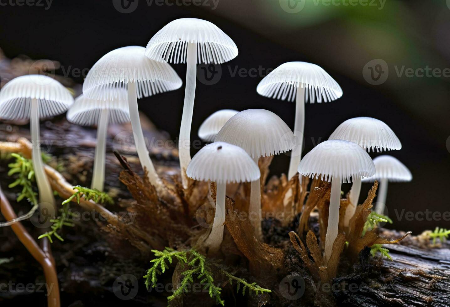 ai genererad hemimycena arter mairei. ai genererad. foto