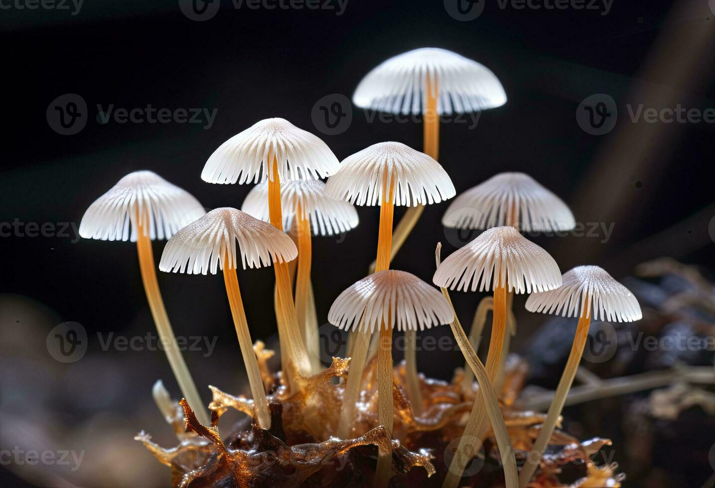 ai genererad hemimycena arter mairei. ai genererad. foto