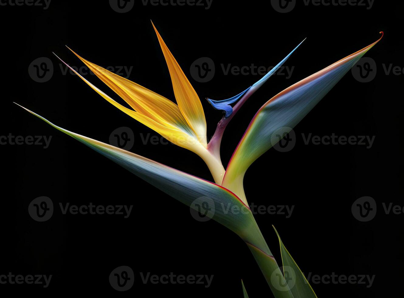 ai genererad fågel av paradis blomma isolerat på svart bakgrund. ai genererad foto