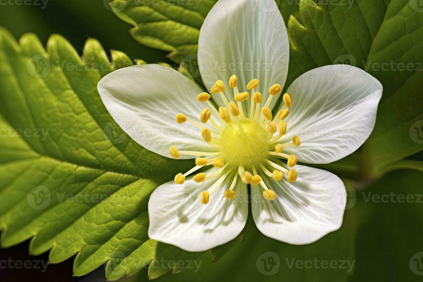 ai genererad jordgubb blomma. ai genererad foto