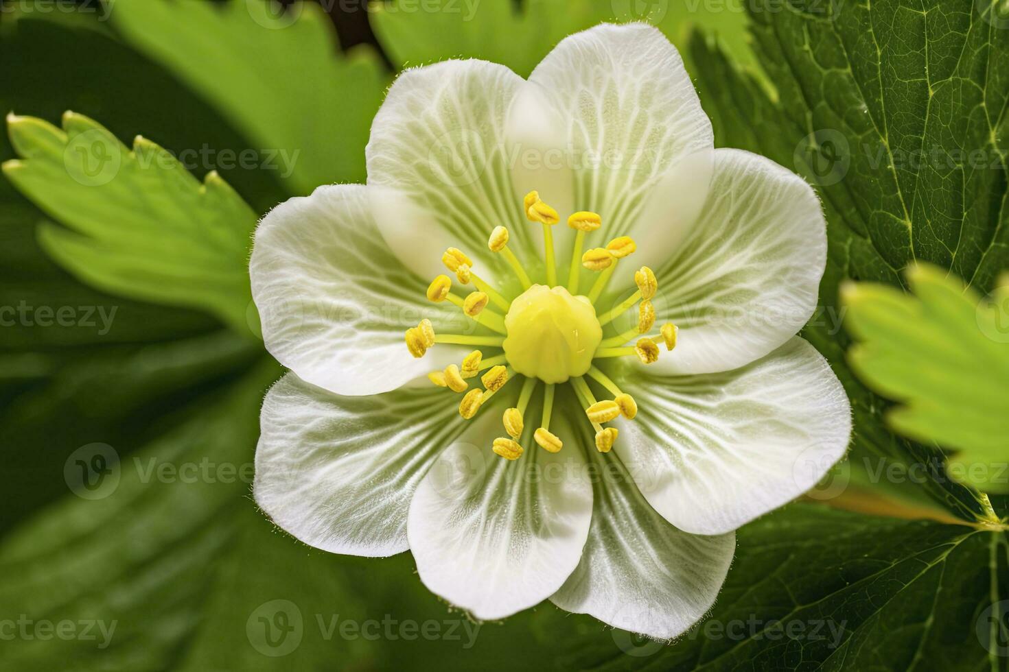 ai genererad jordgubb blomma. ai genererad foto