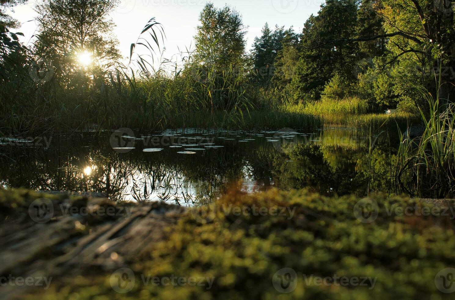 på en sjö i Sverige, med vatten liljor och vass. i de bakgrund skogar foto