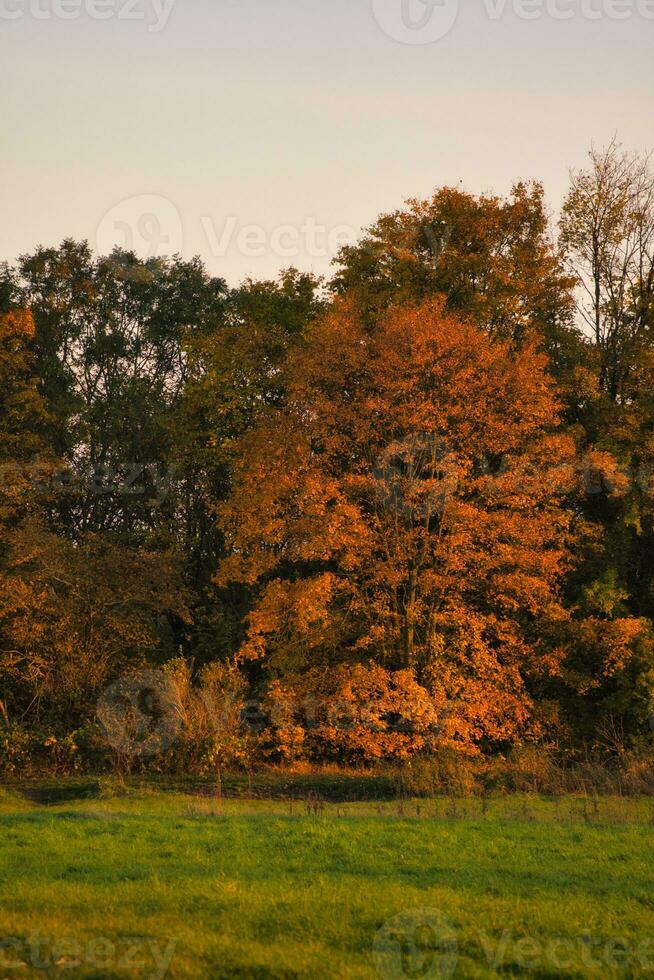 färgrik höst löv på de träd. höst i de solsken. landskap skott natur foto