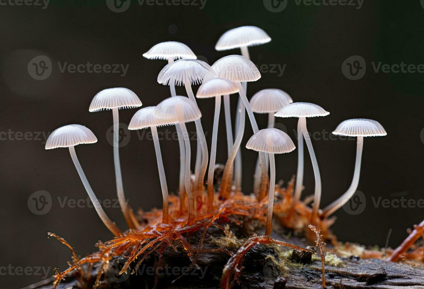 ai genererad hemimycena arter mairei. ai genererad. foto