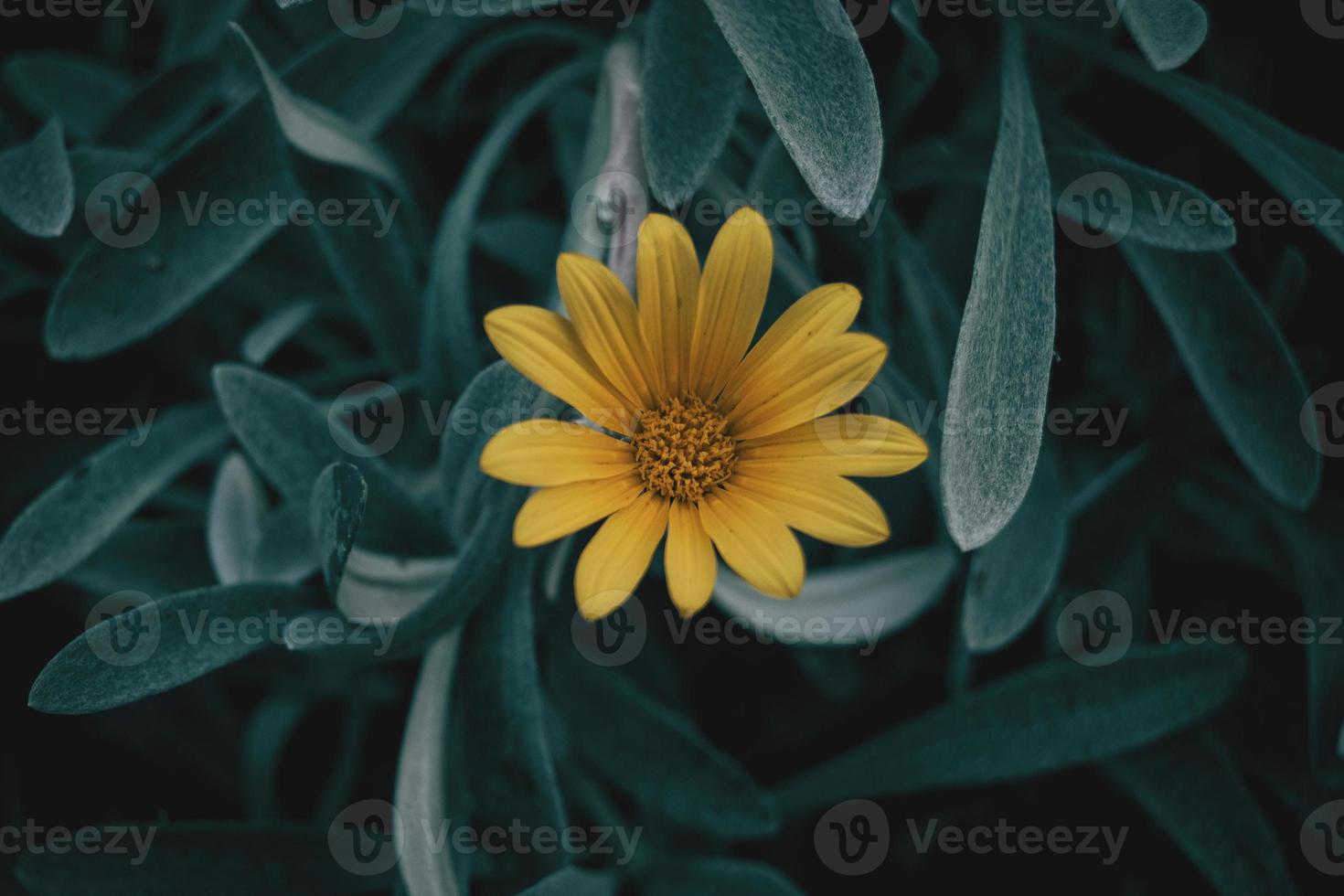 flor amarilla de gazania foto
