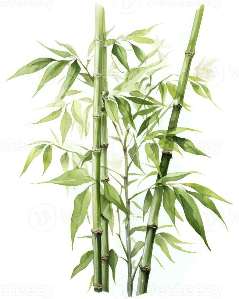 ai genererad vattenfärg bambu ClipArt isolerat på vit bakgrund. ai genererad foto