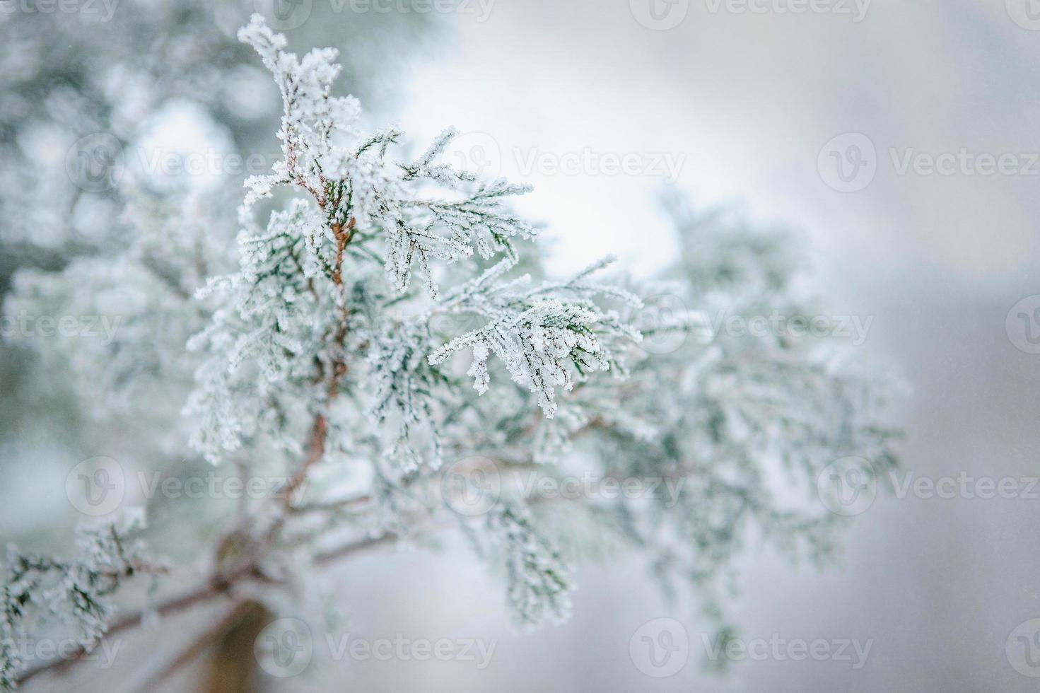 frost och snö på gröna nålar av granar foto