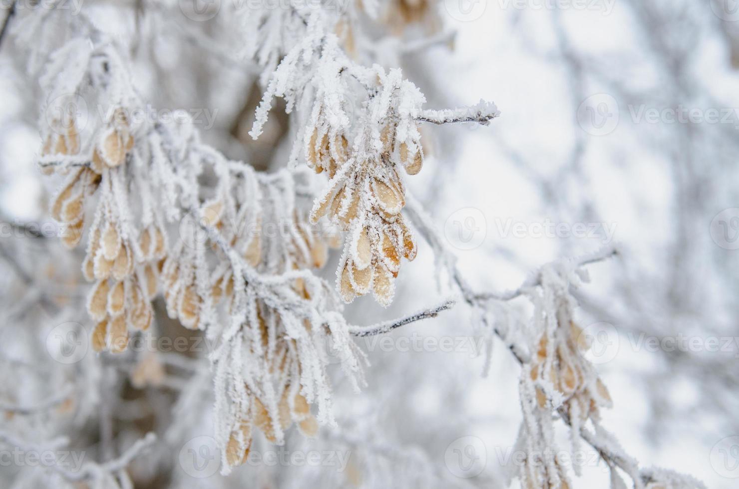 frost och snö på torra skogsbuskar foto