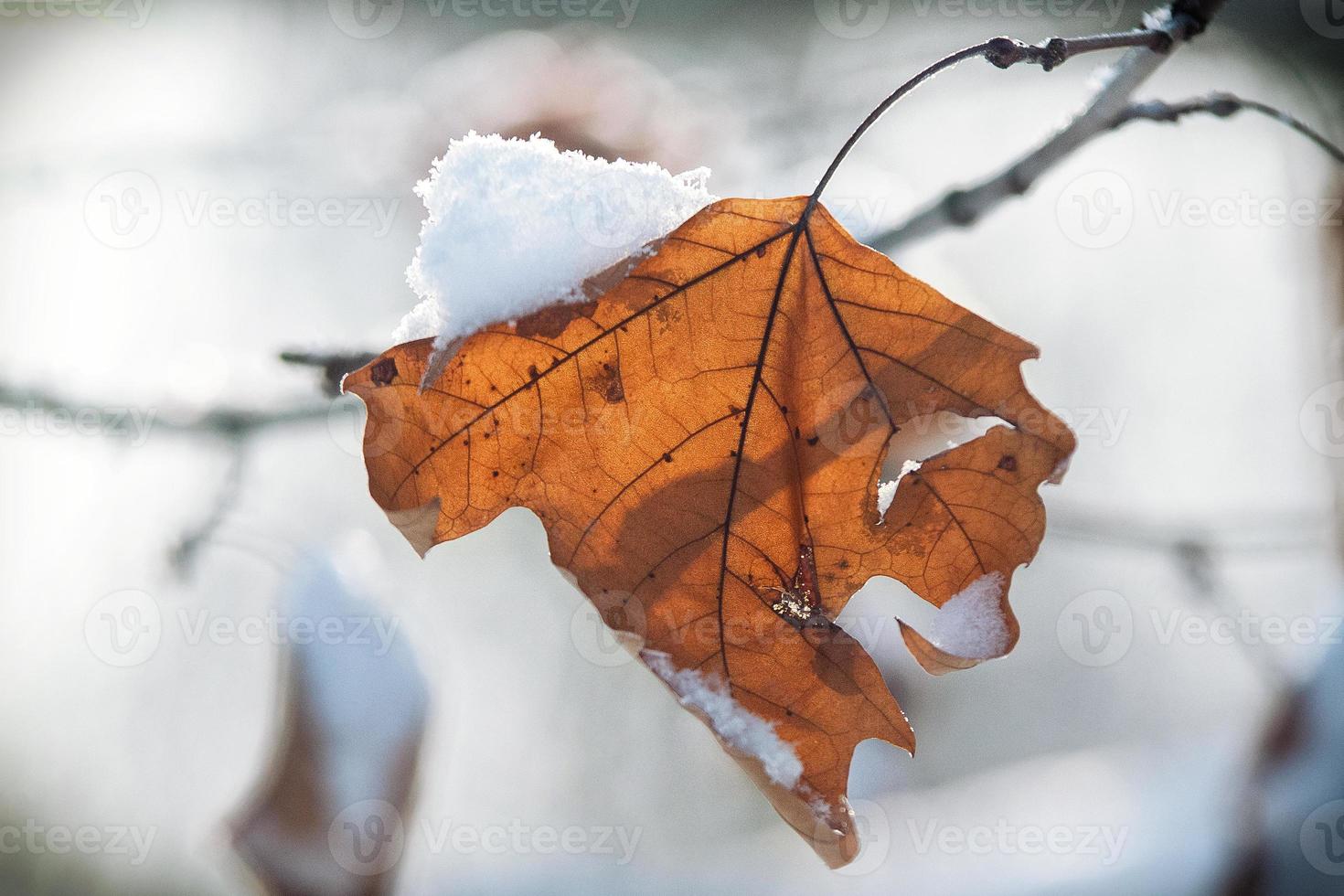 frost och snö på torra skogsbuskar foto