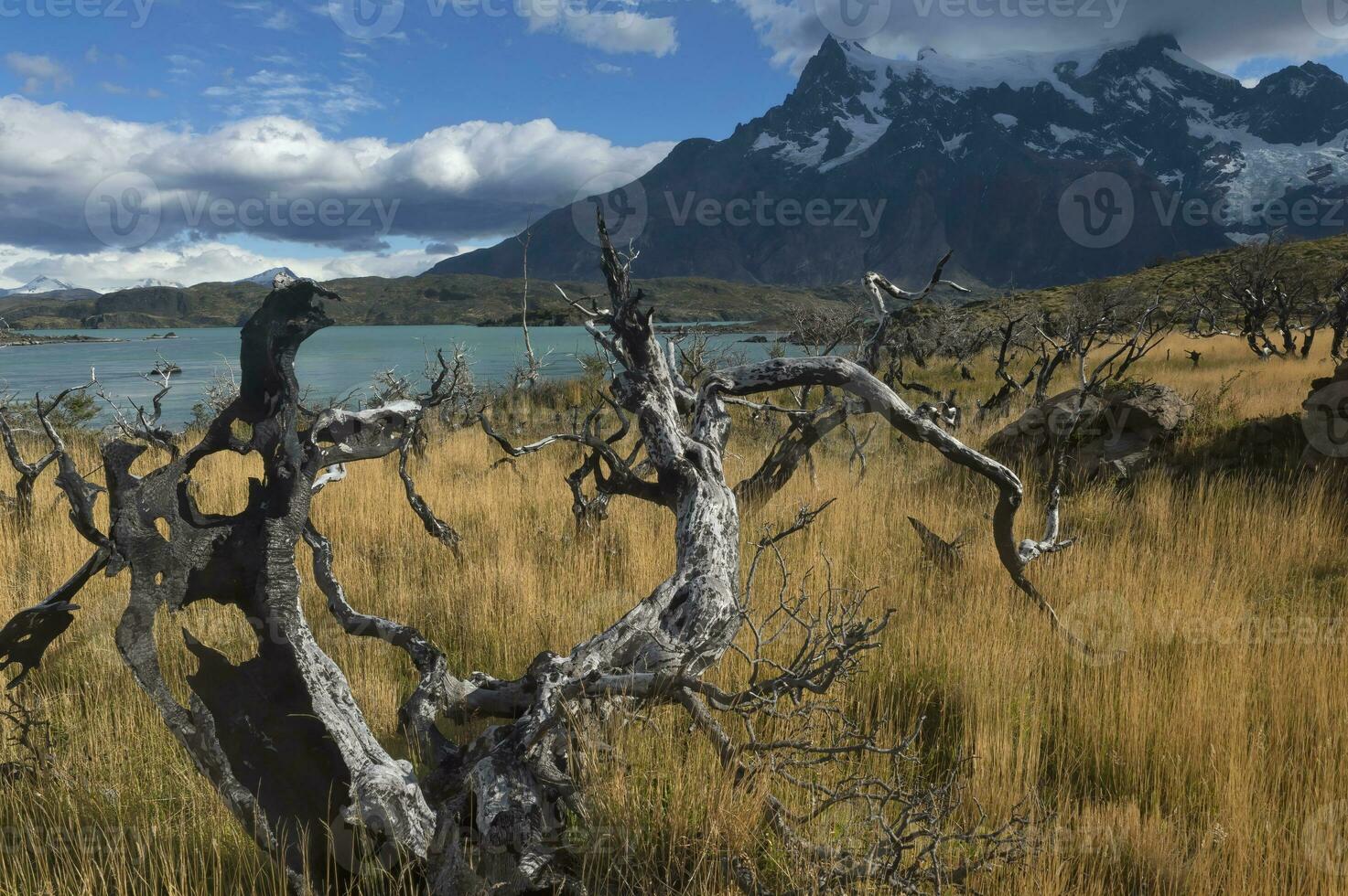 död- träd på sjö pehoe, torres del paine nationell parkera, chilenska patagonien, chile foto