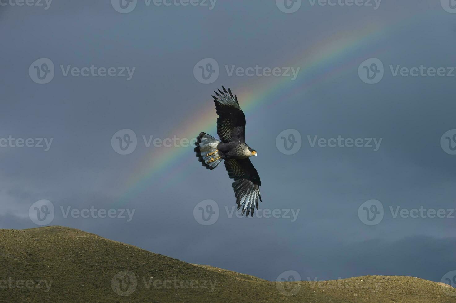 sydlig caracara, cara plancus, flygande i främre av en regnbåge, torres del paine nationell parkera, chilenska patagonien, chile foto