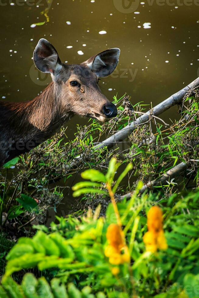 en kvinna rådjur i de skog foto