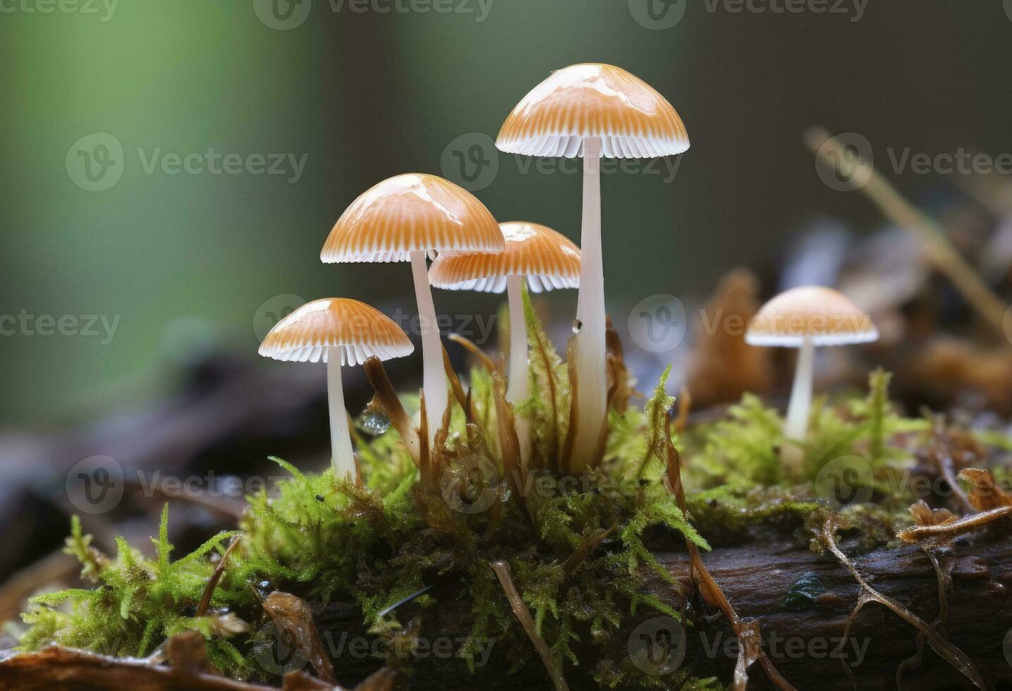 ai genererad hemimycena arter mairei. ai genererad. foto